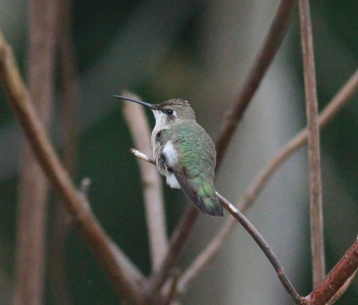 Black-chinned Hummingbird - Bob Fogg