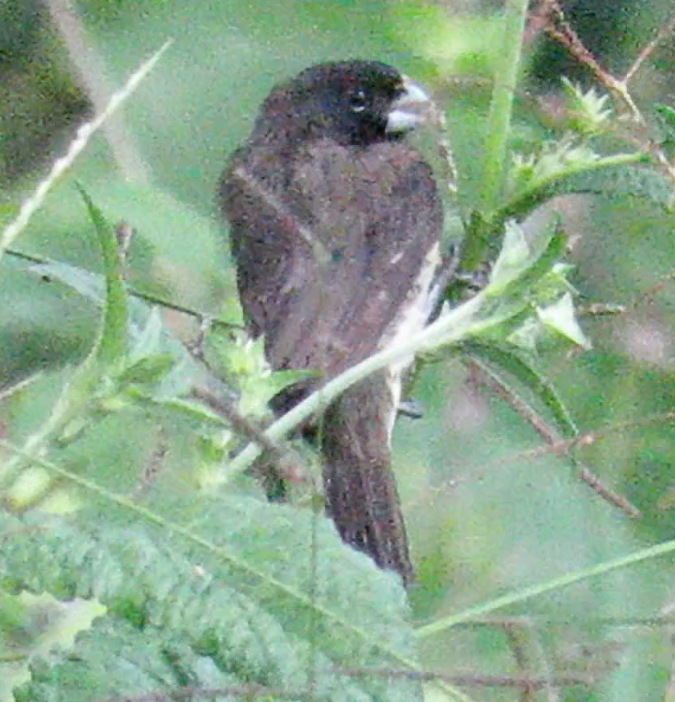 Yellow-bellied Seedeater - ML190713021