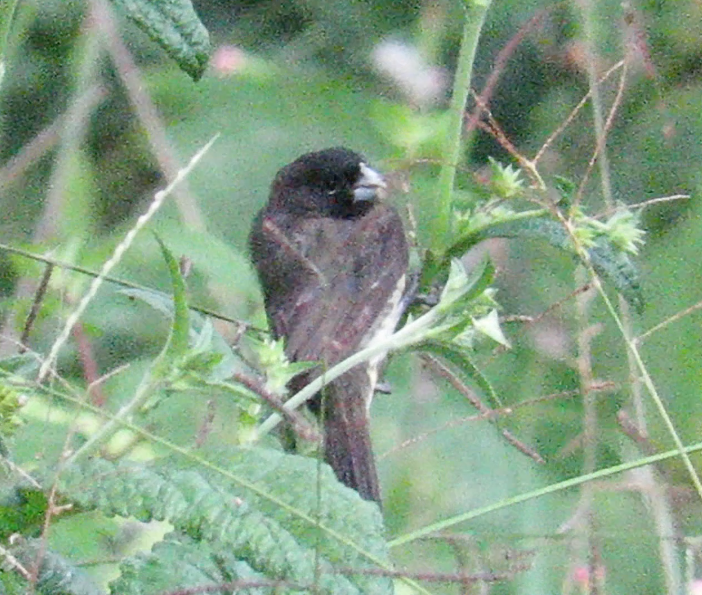 Yellow-bellied Seedeater - ML190713041