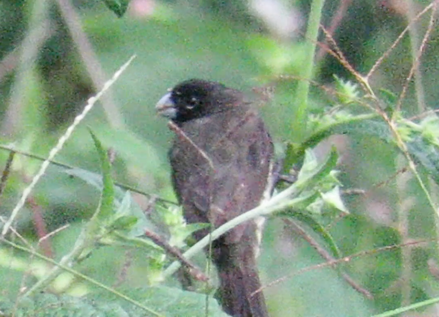 Yellow-bellied Seedeater - ML190713571