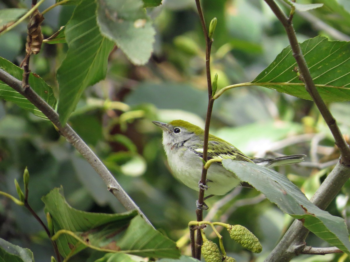 Chestnut-sided Warbler - ML190713751