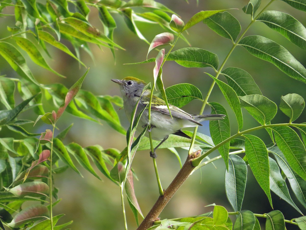 Chestnut-sided Warbler - ML190713761