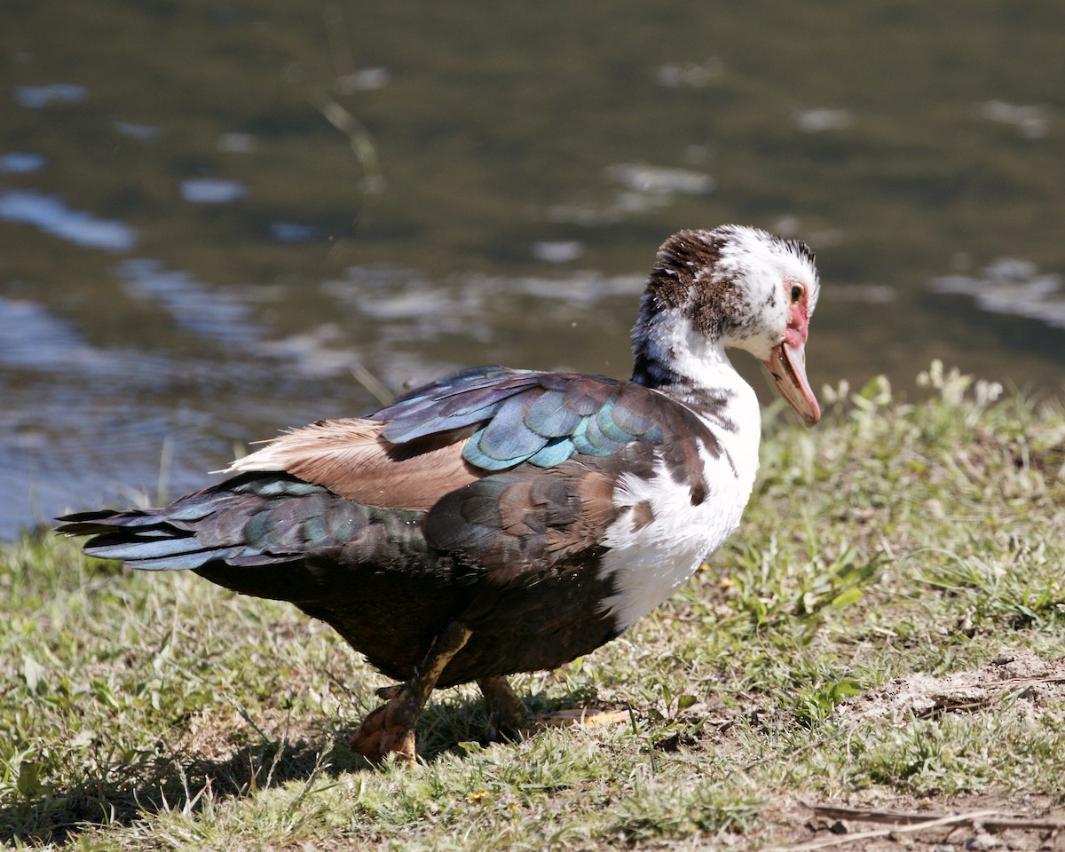 Muscovy Duck (Domestic type) - ML190715001