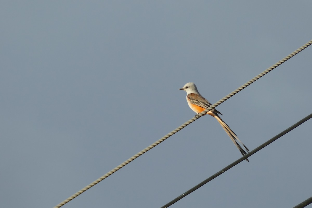 Scissor-tailed Flycatcher - ML190715011