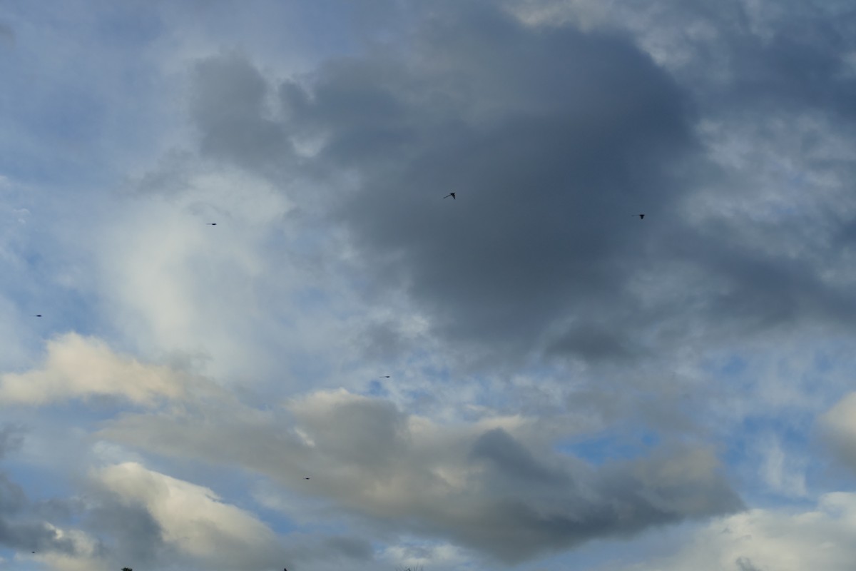 Scissor-tailed Flycatcher - ML190715301