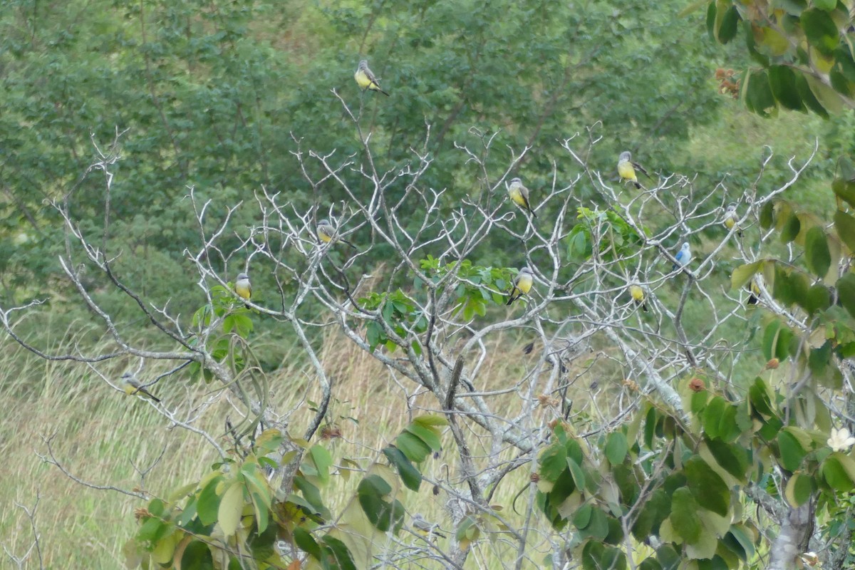 Western Kingbird - ML190715481