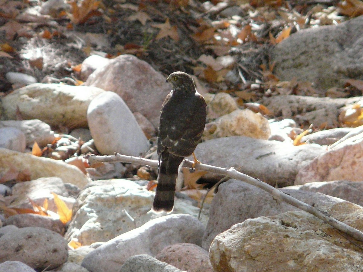 Sharp-shinned Hawk - ML190715541