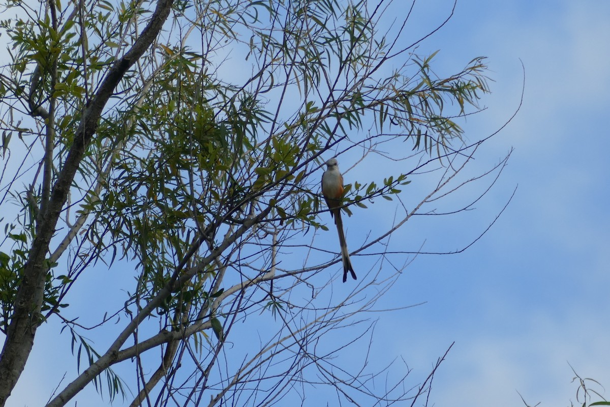 Scissor-tailed Flycatcher - ML190715811