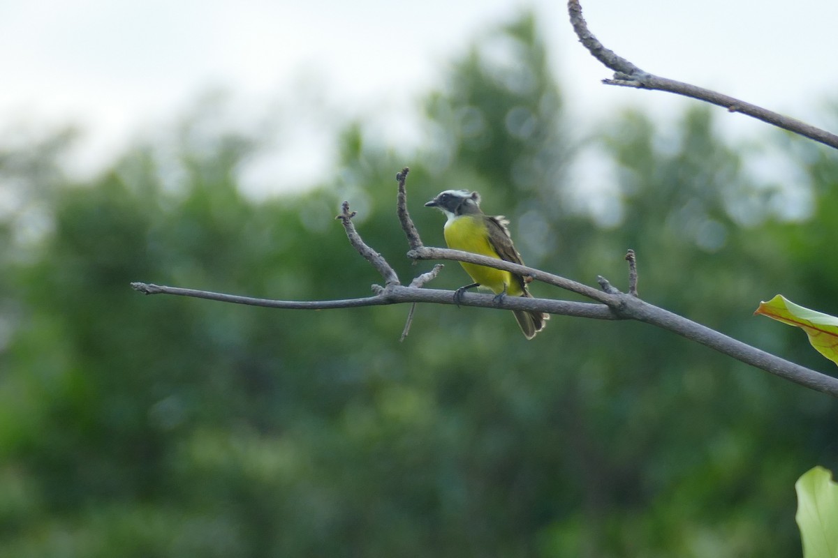 Social Flycatcher - ML190715901