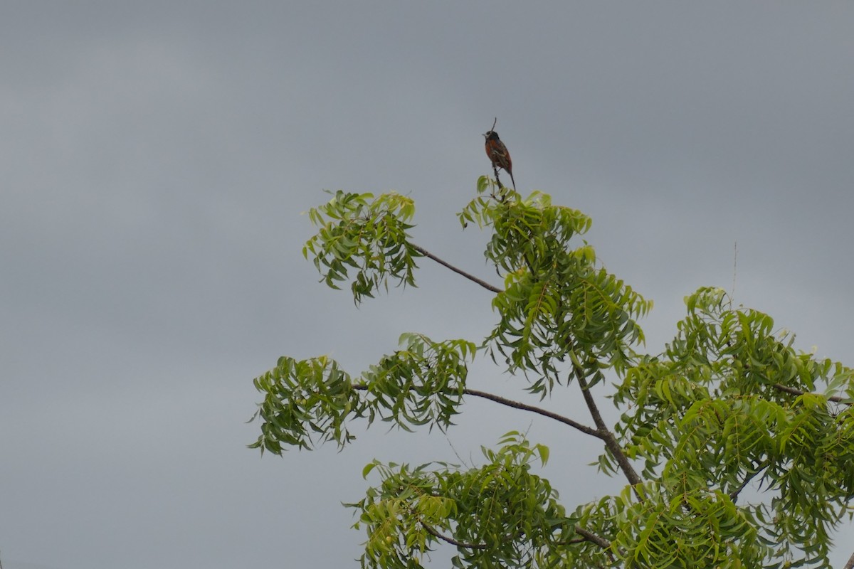 Orchard Oriole - ML190716201