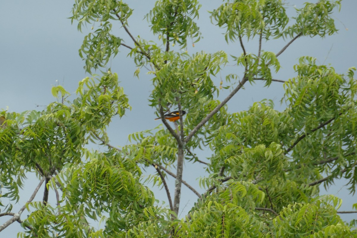 Baltimore Oriole - ML190716341