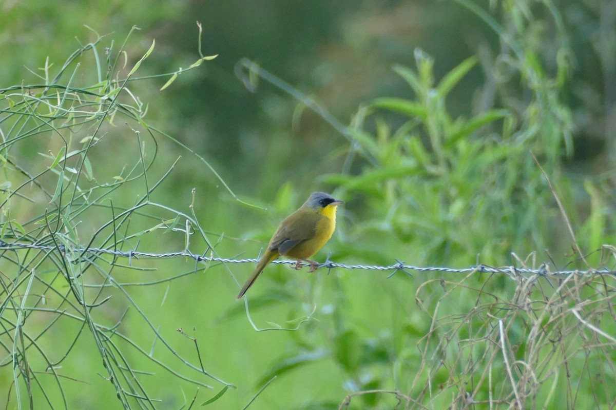 Gray-crowned Yellowthroat - Gilberto Flores-Walter (Feathers Birding)