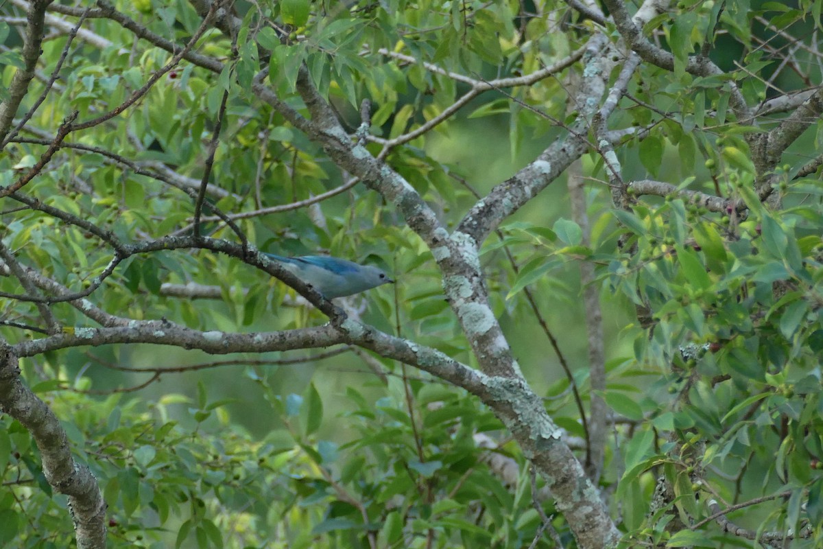 Blue-gray Tanager - ML190716951