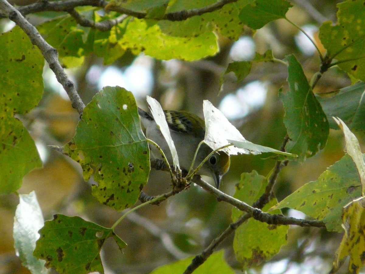 Chestnut-sided Warbler - ML190717481