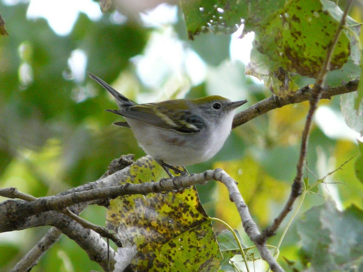 Chestnut-sided Warbler - ML190717491