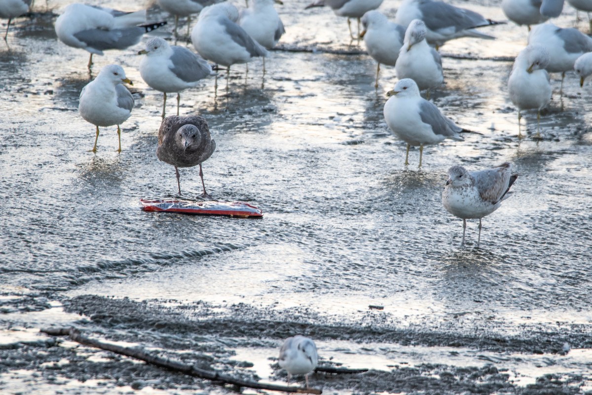 Western Gull - ML190719981