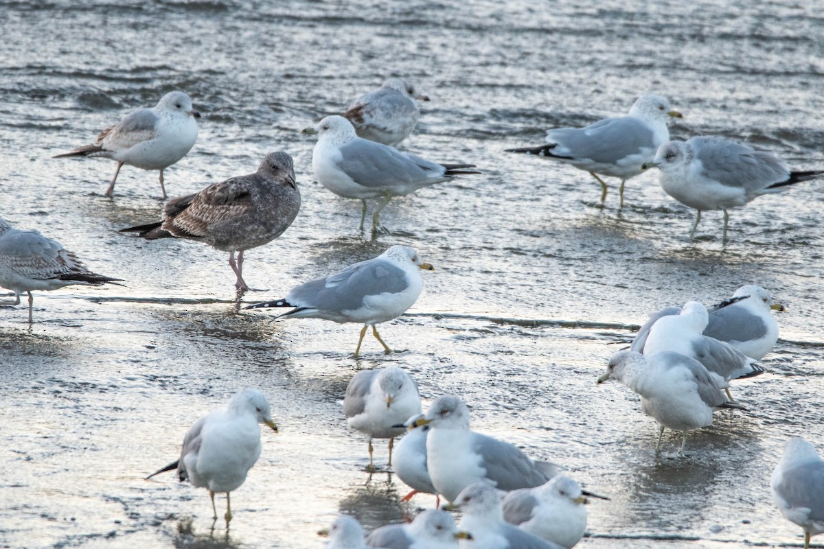 Western Gull - Cameron G Johnson