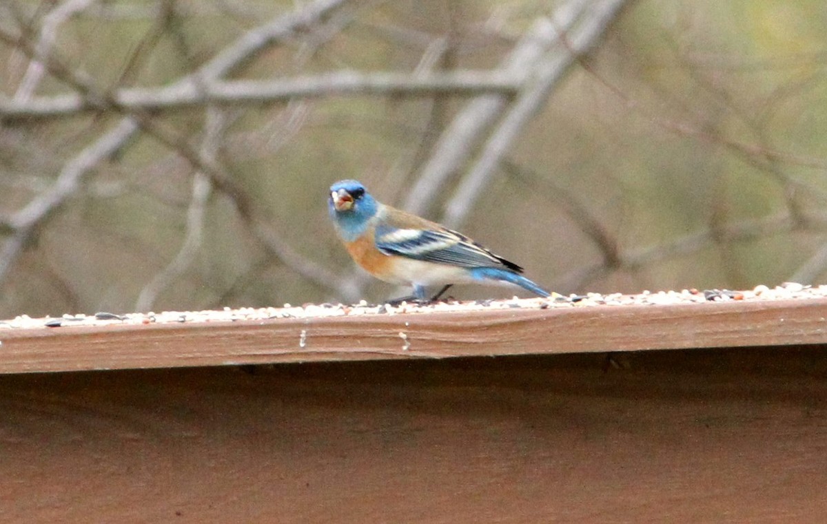 Lazuli Bunting - Michael Boatwright