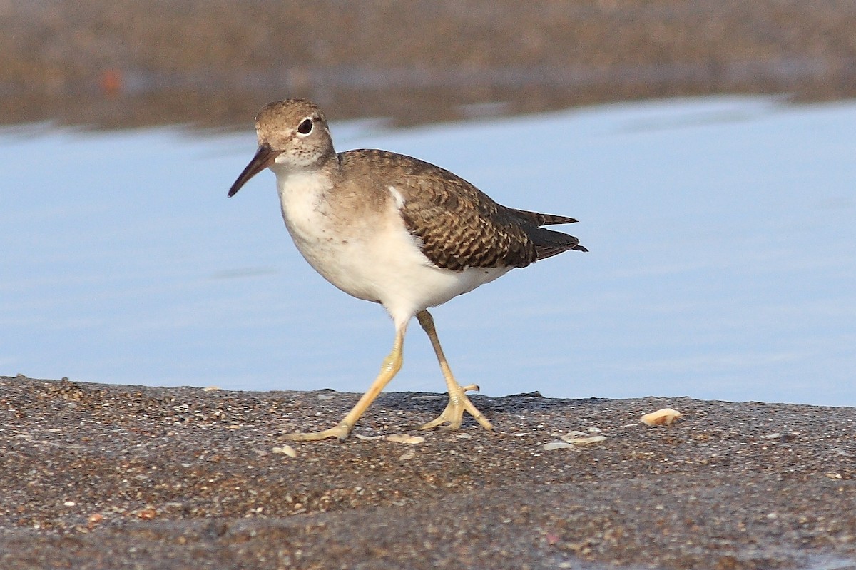 Spotted Sandpiper - ML190720581