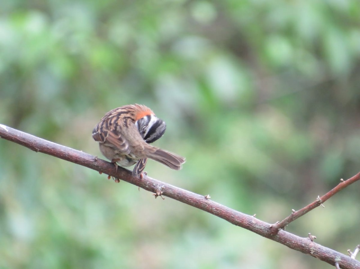 Rufous-collared Sparrow - Fredy Alexander Paez Moreno