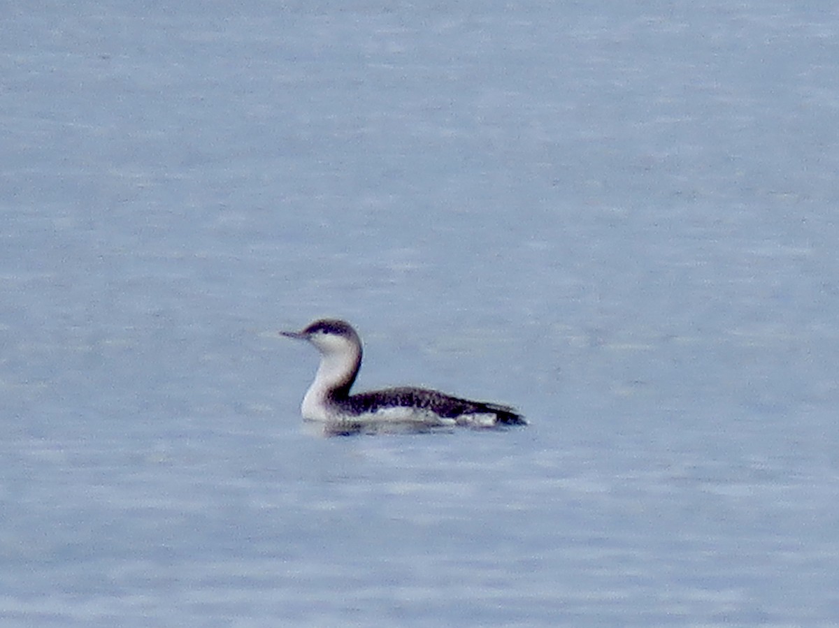 Red-throated Loon - Craig Watson