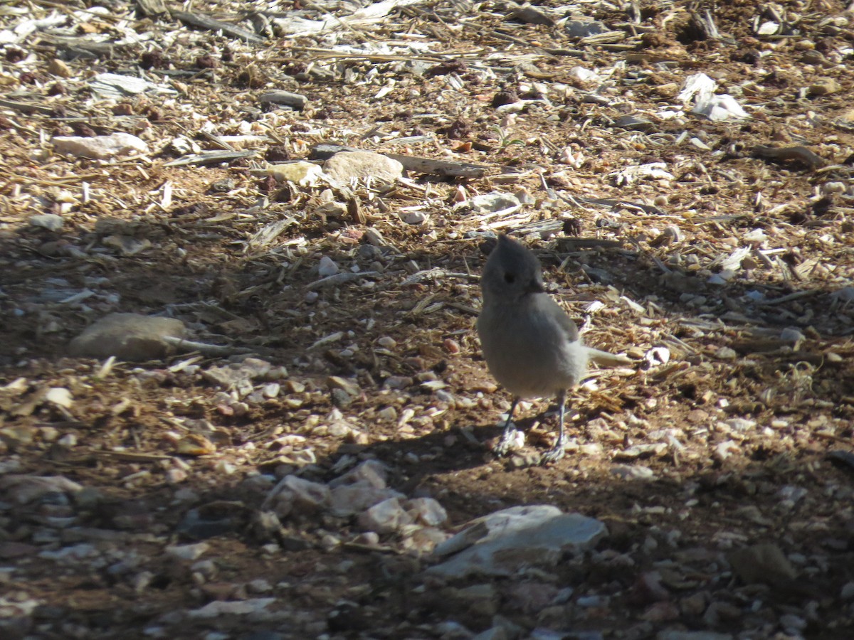 Juniper Titmouse - ML190726971