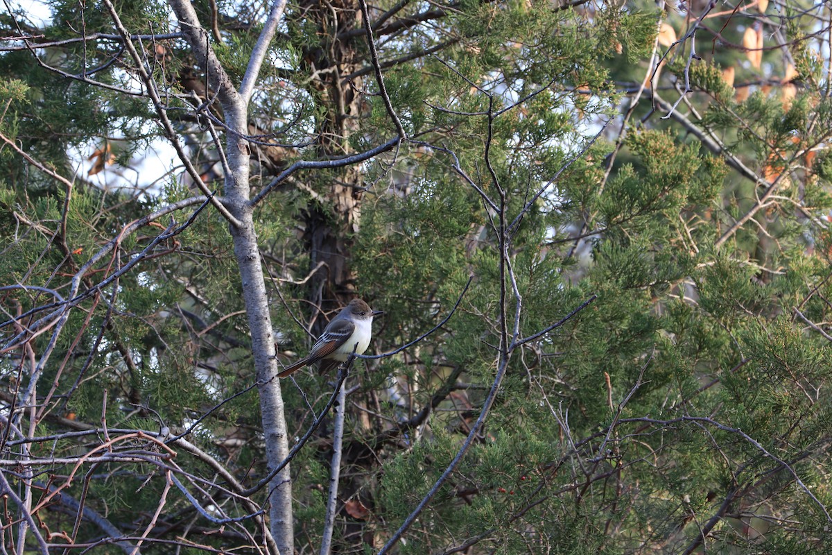 Ash-throated Flycatcher - ML190727051