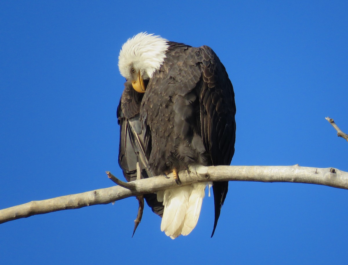 Bald Eagle - ML190728491