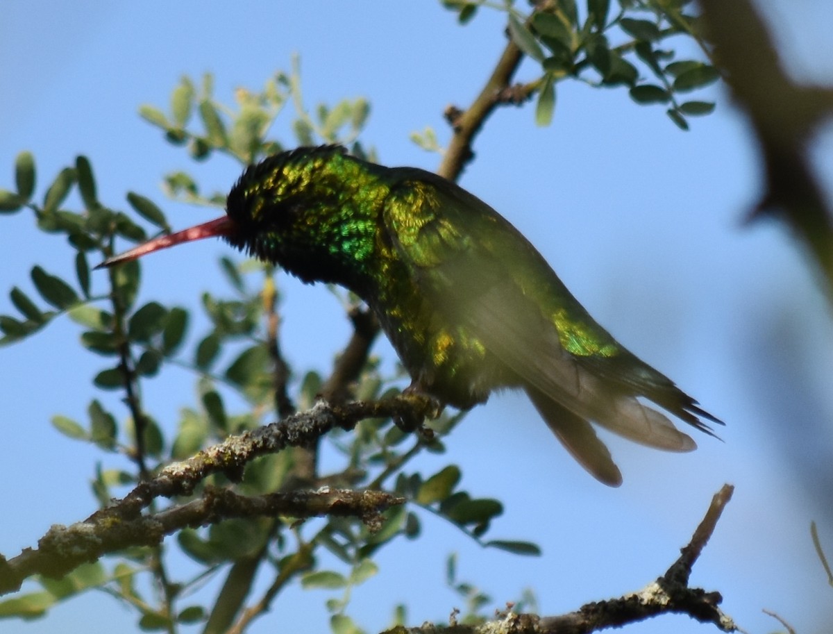 Goldbauch-Smaragdkolibri - ML190728501