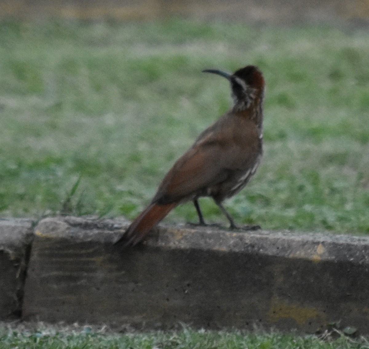 Scimitar-billed Woodcreeper - ML190728771