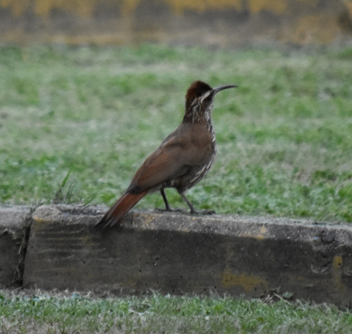 Scimitar-billed Woodcreeper - ML190728781