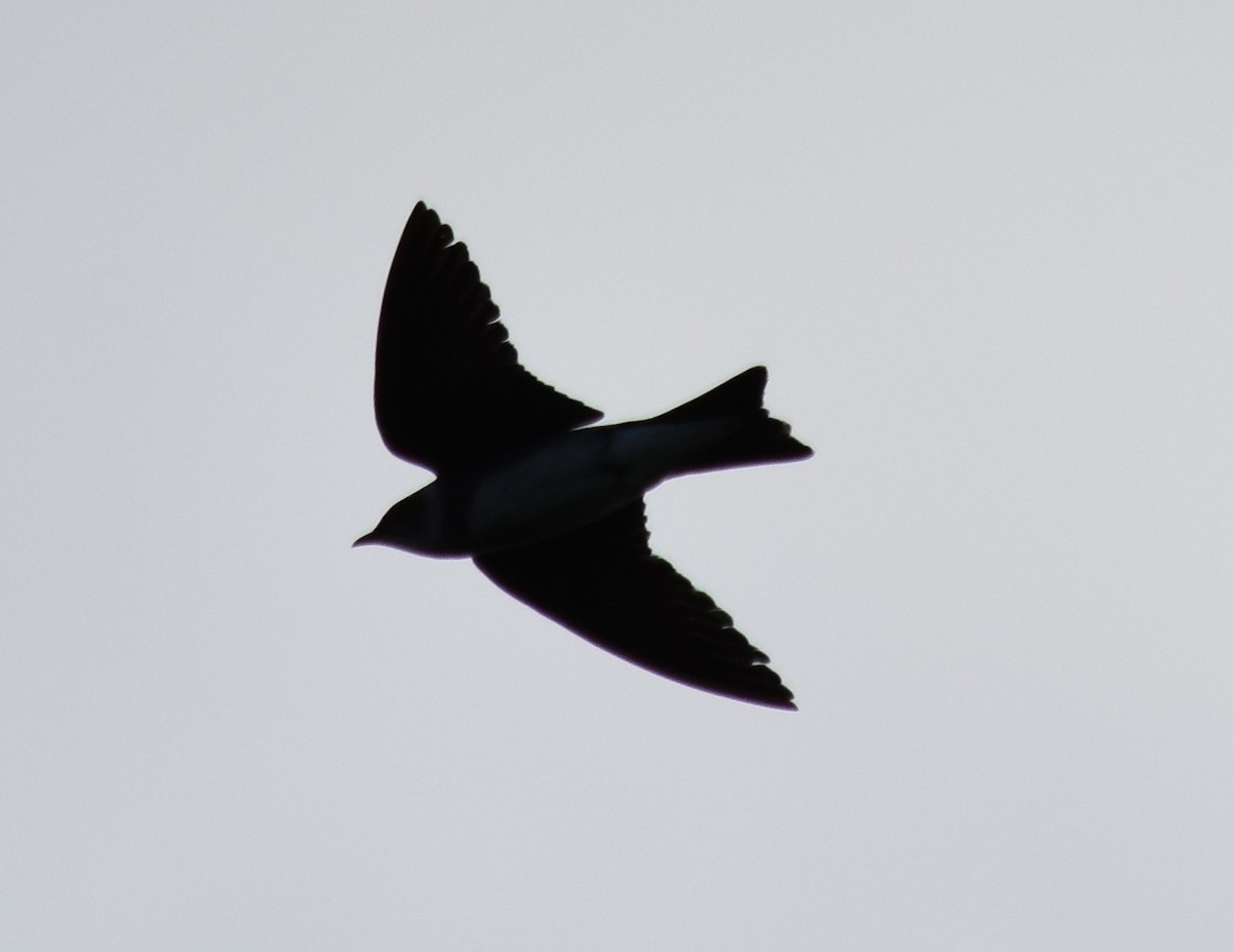 Brown-chested Martin - ML190729171
