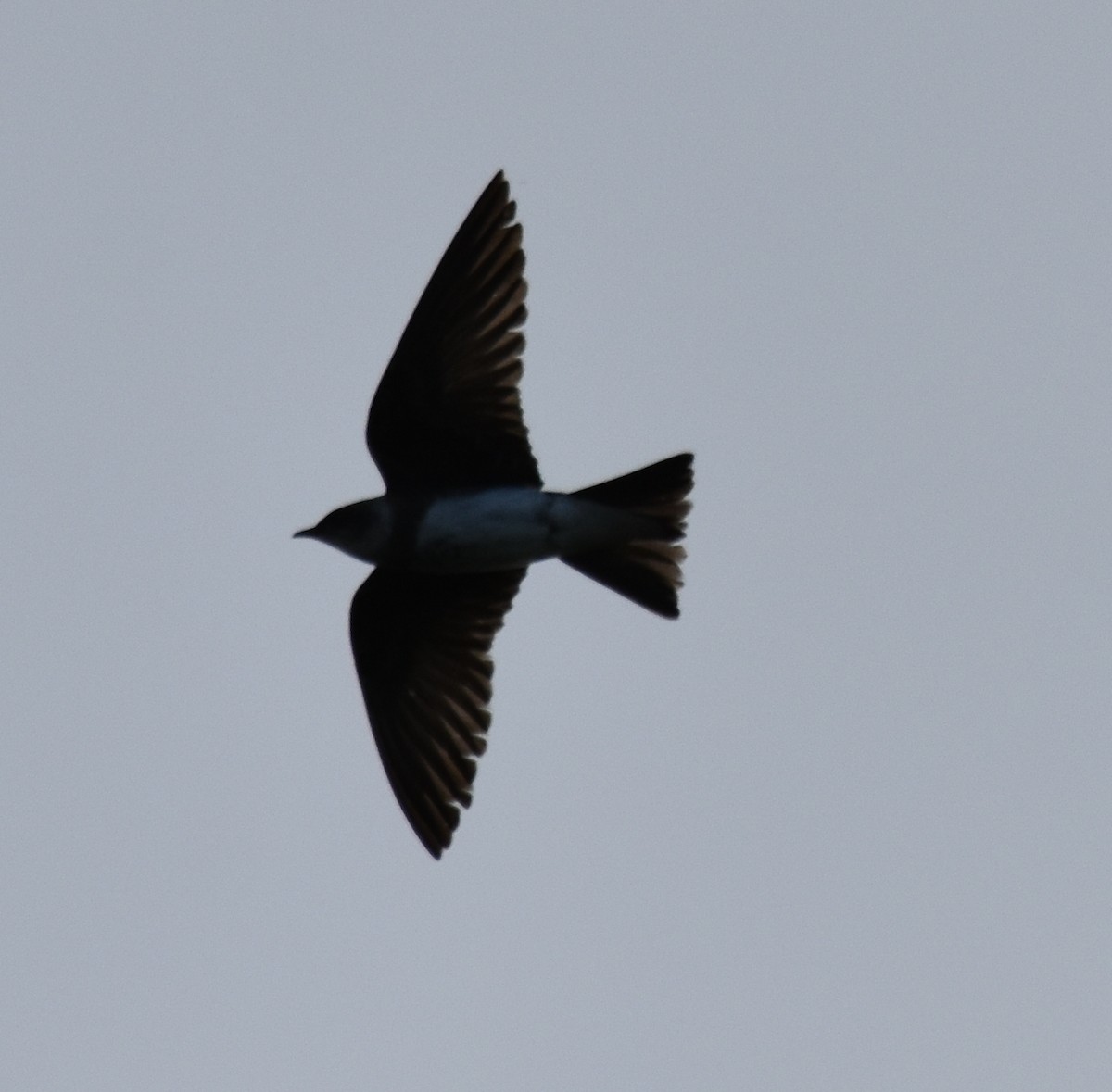 Brown-chested Martin - ML190729191