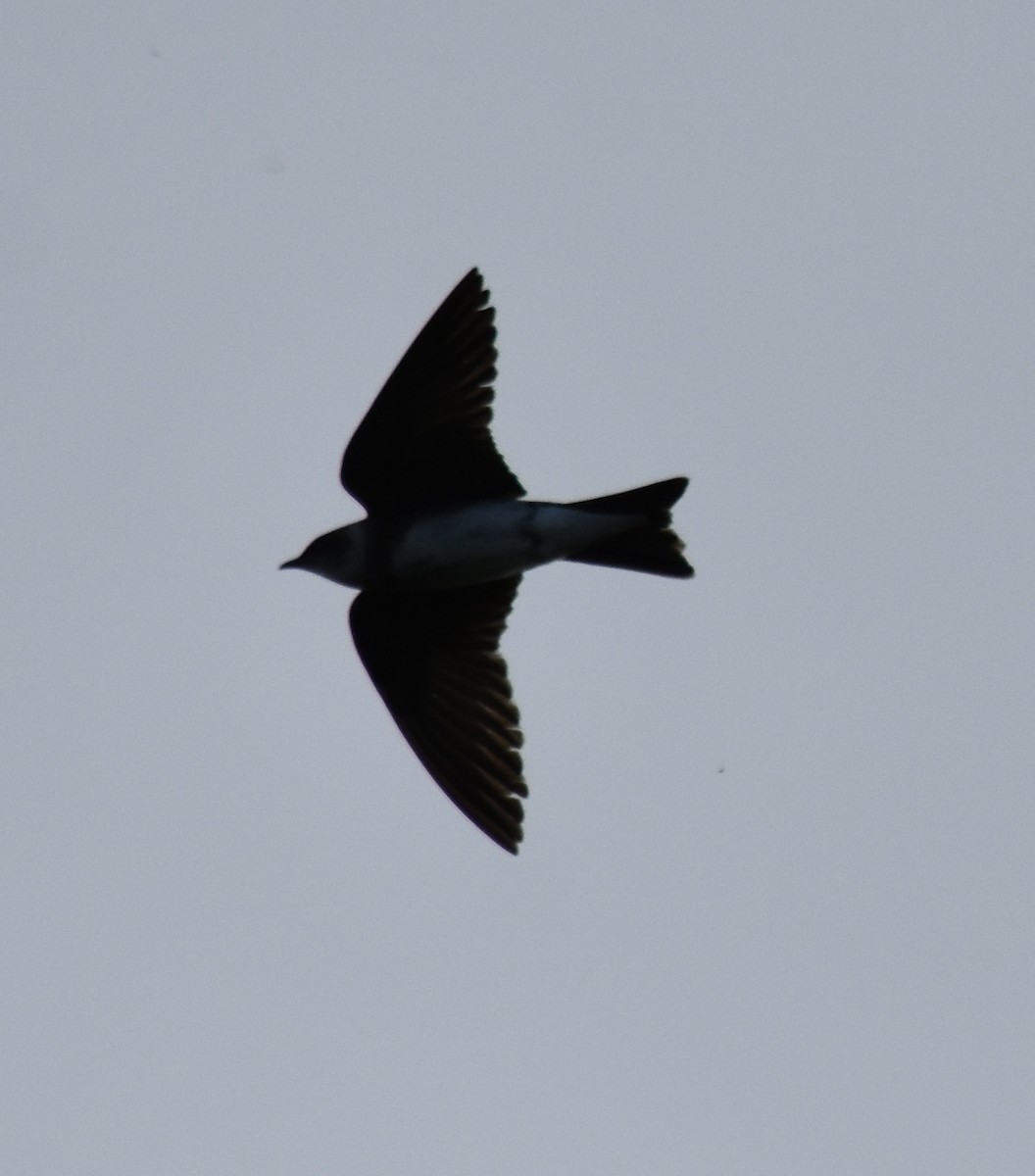 Brown-chested Martin - ML190729201