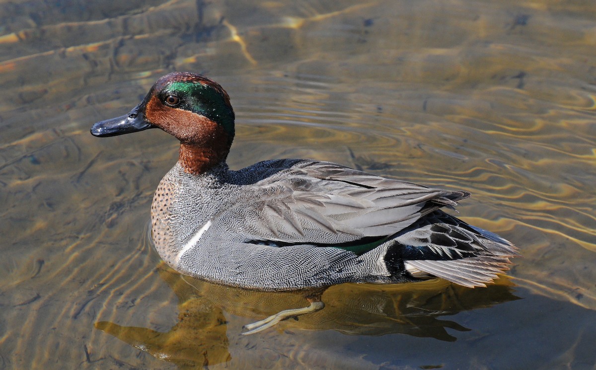 Green-winged Teal - Steven Mlodinow