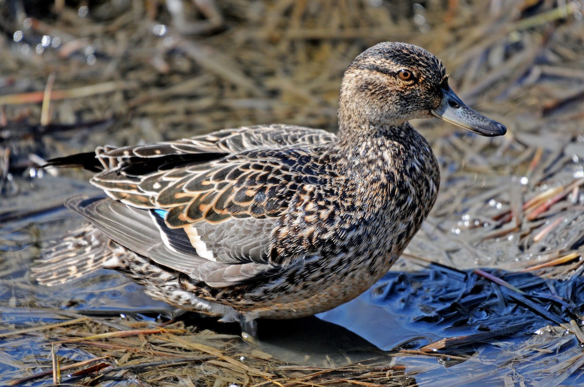 Green-winged Teal - Steven Mlodinow