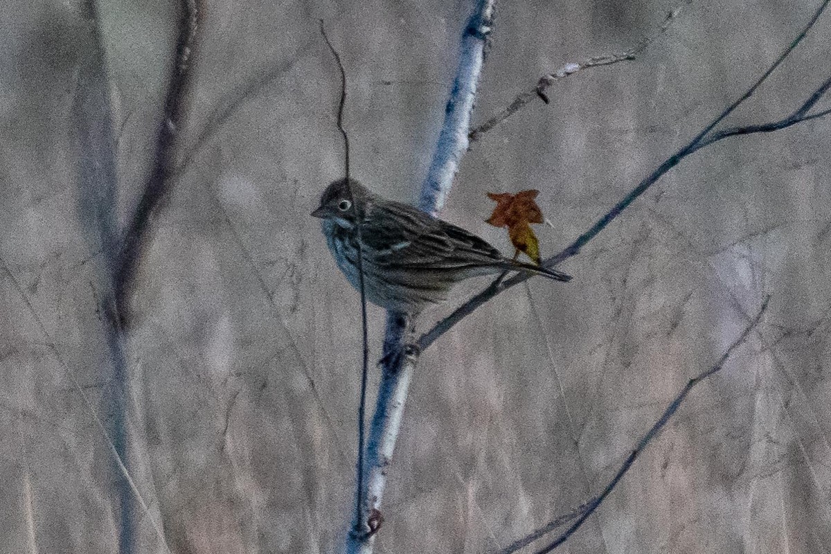 Vesper Sparrow - ML190732031