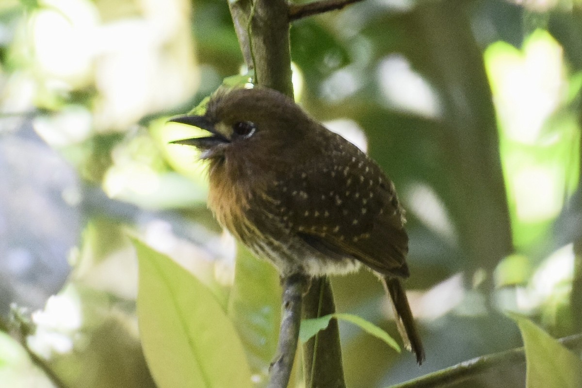 Moustached Puffbird - ML190732391