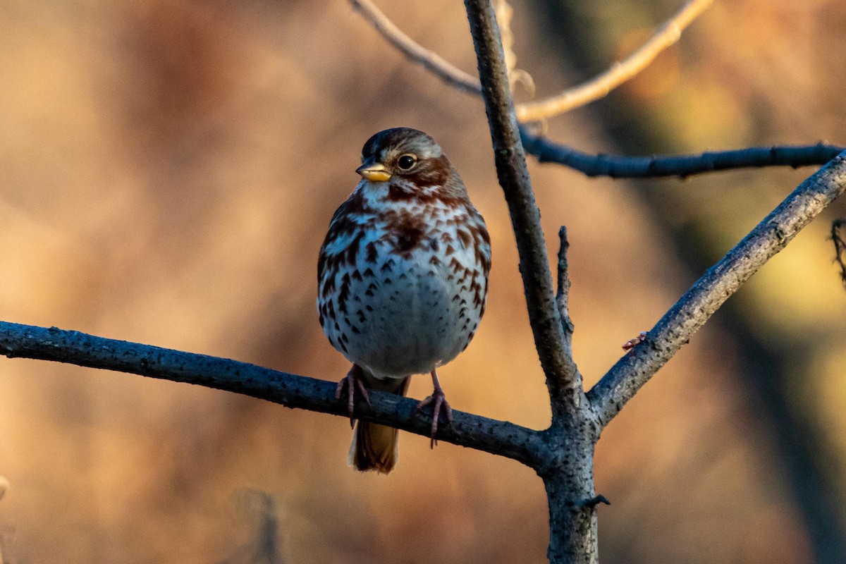 Fox Sparrow - ML190732431