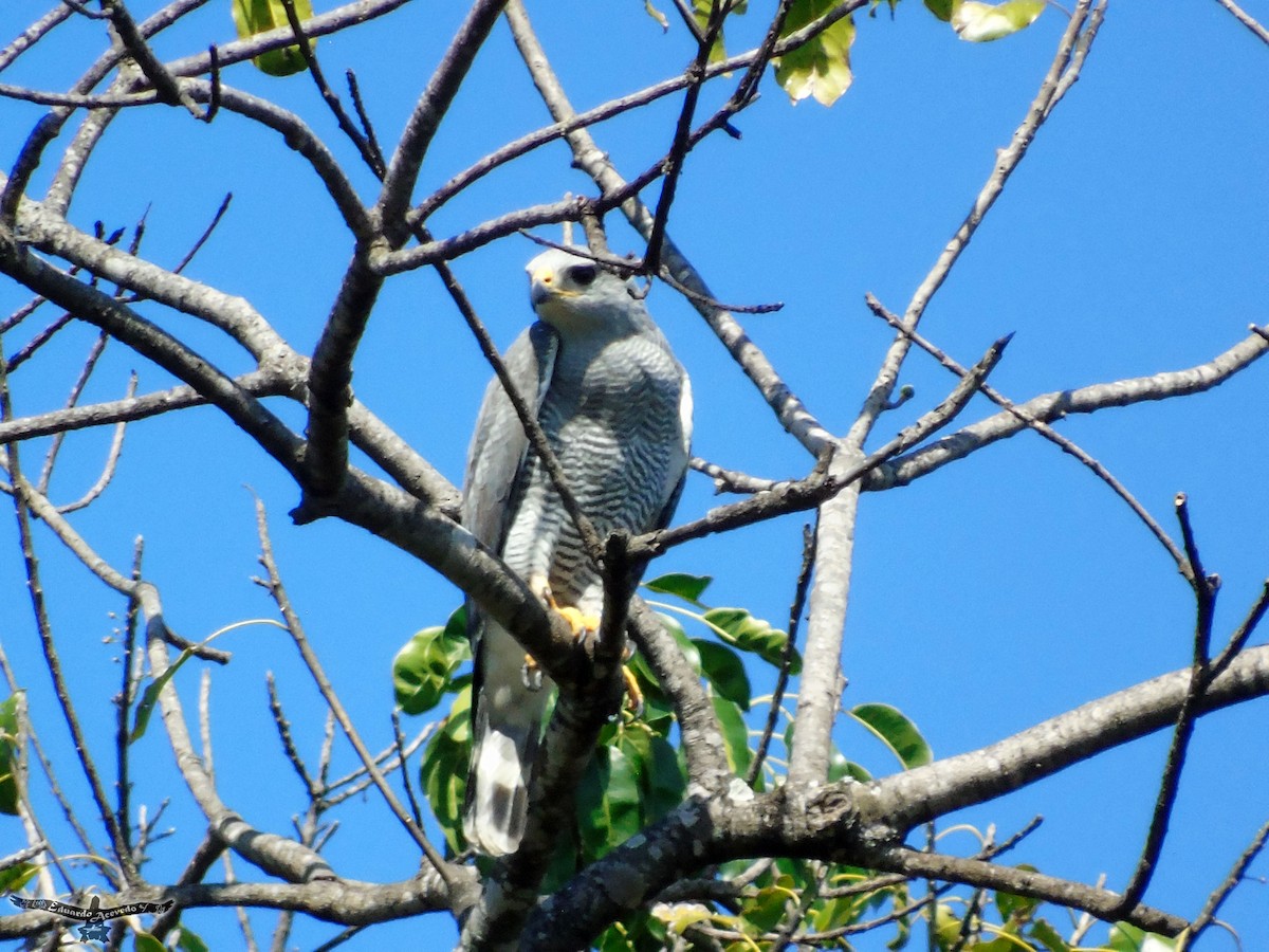 Gray Hawk - ML190732711