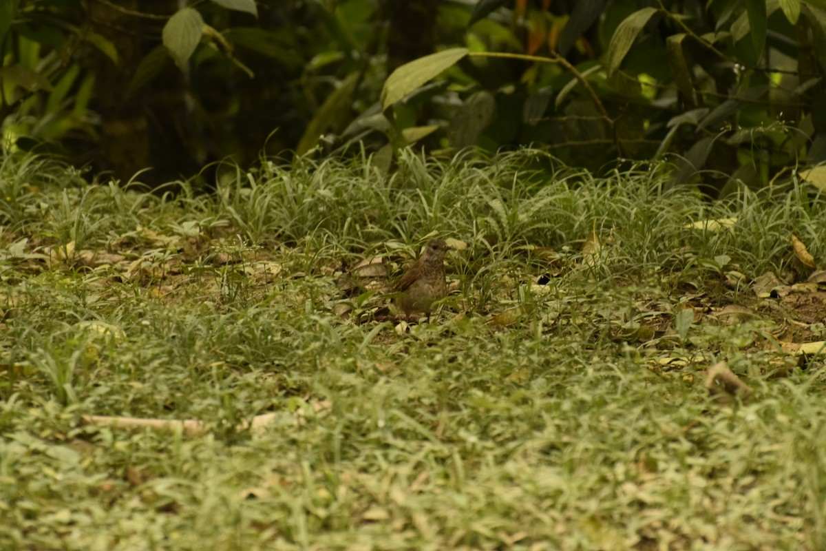 Pale-breasted Thrush - ML190734031