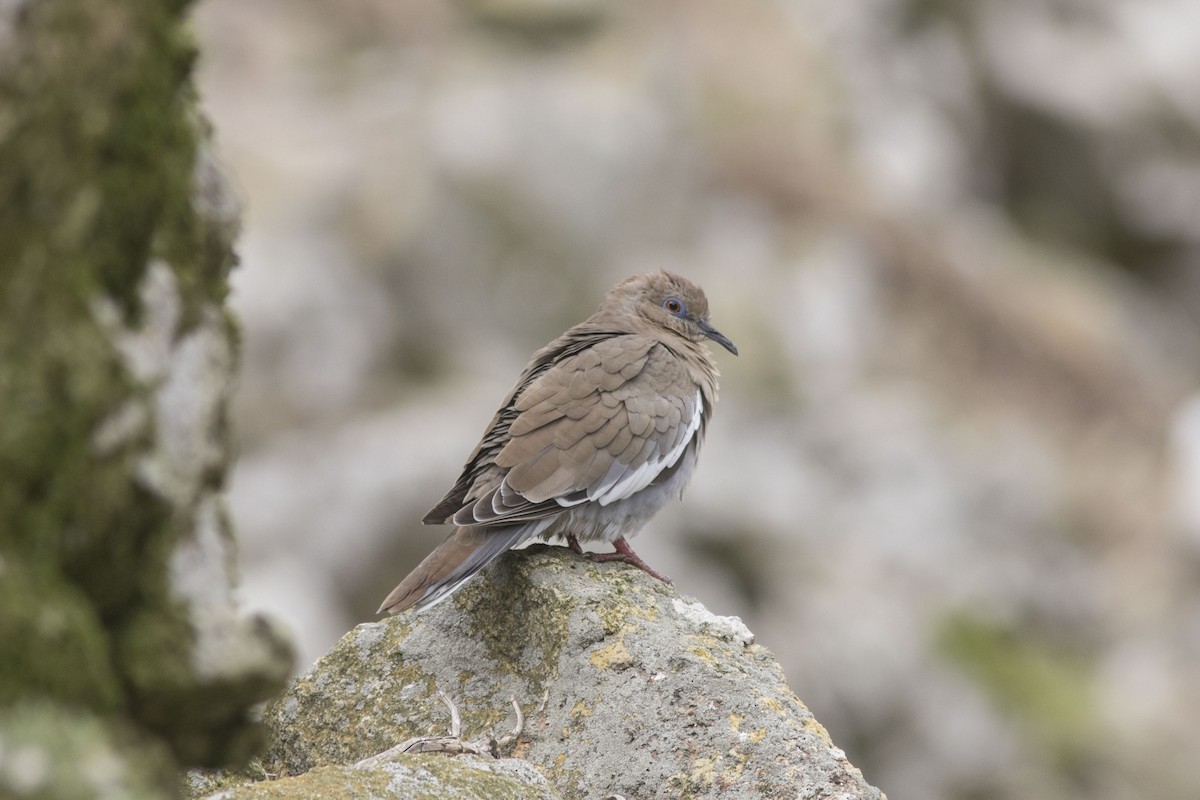 White-winged Dove - ML190734131