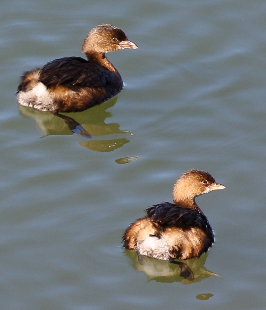 Pied-billed Grebe - ML190734451