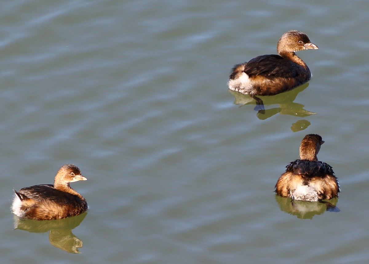 Pied-billed Grebe - ML190734661