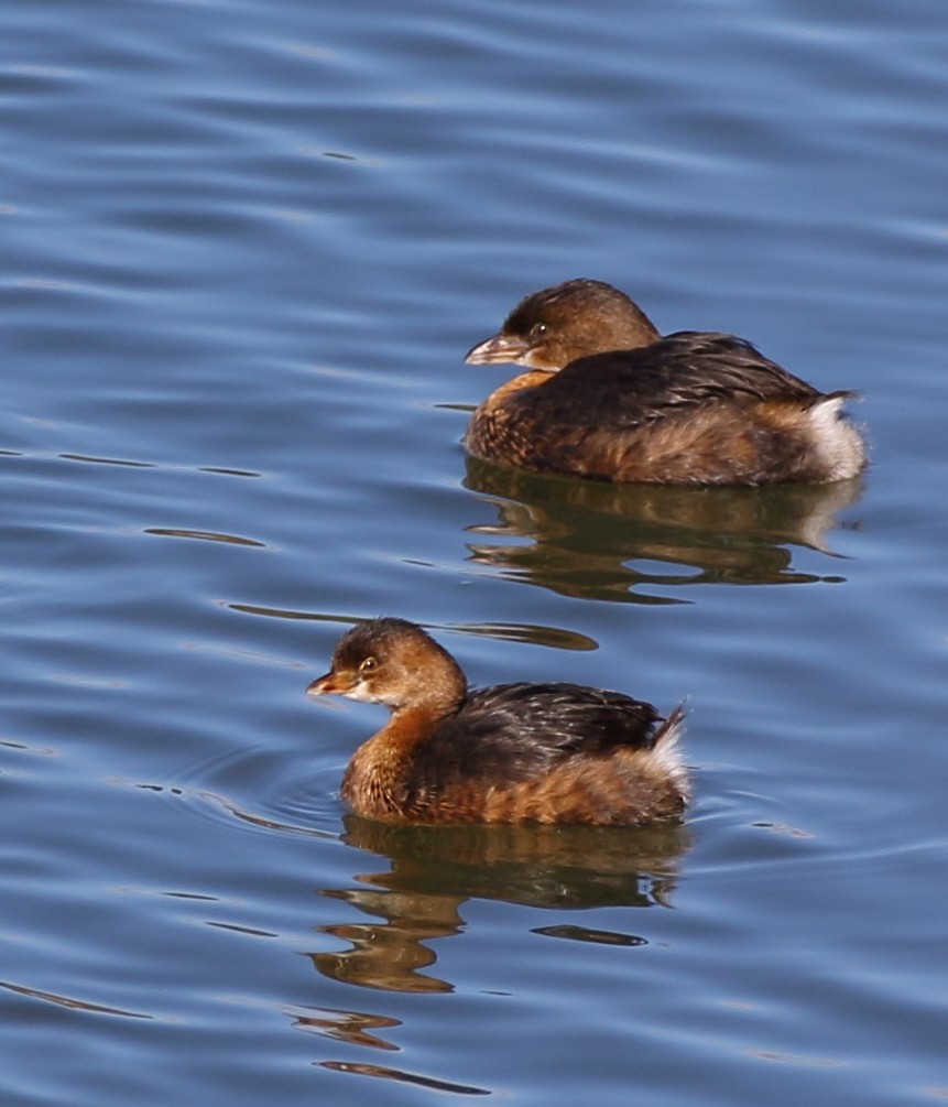 Pied-billed Grebe - ML190734921