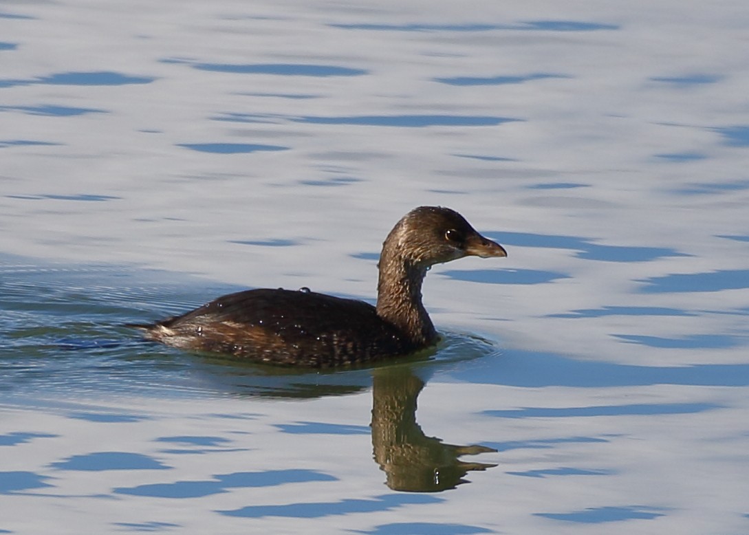 Pied-billed Grebe - ML190735081