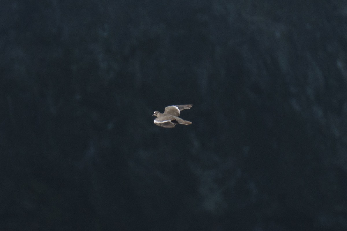 White-winged Dove - ML190736281