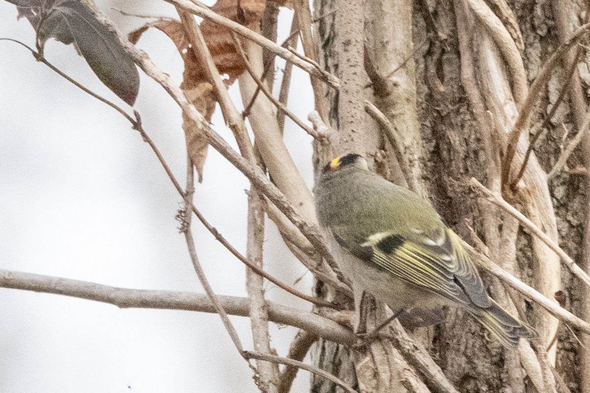 Golden-crowned Kinglet - ML190738901