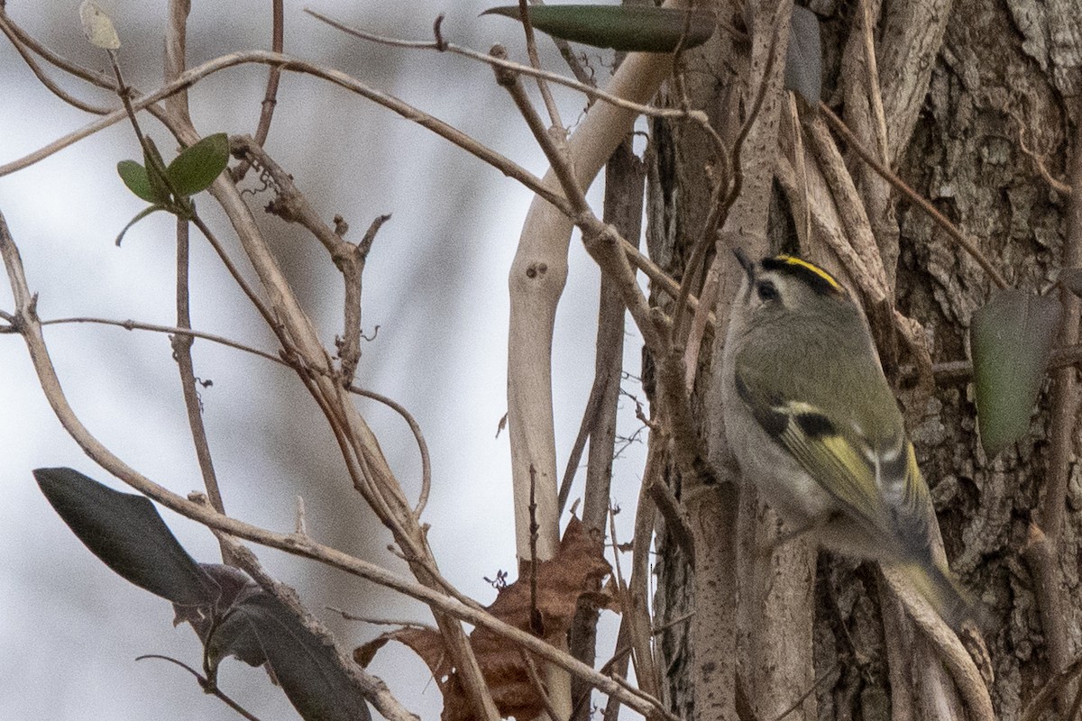 Golden-crowned Kinglet - ML190738911