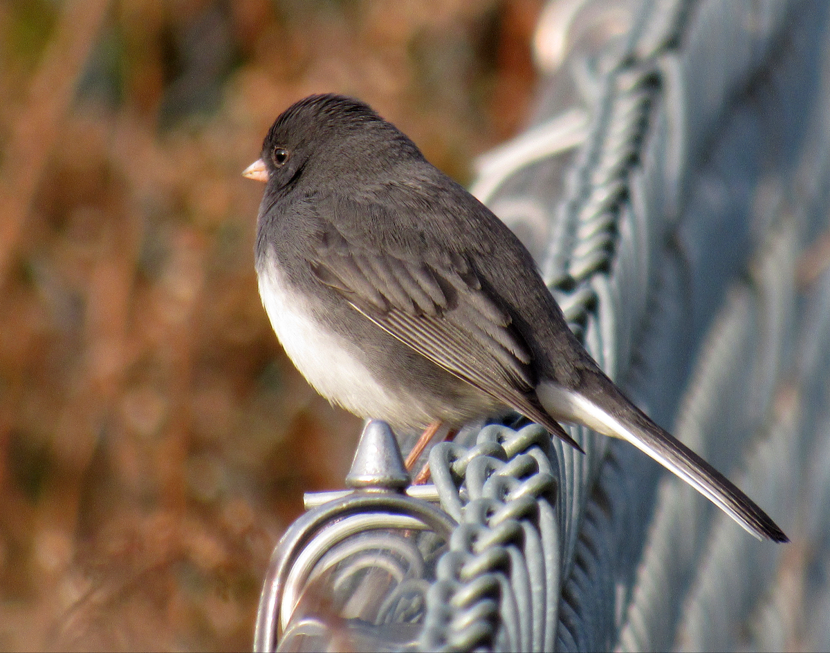 Dark-eyed Junco - ML190739211